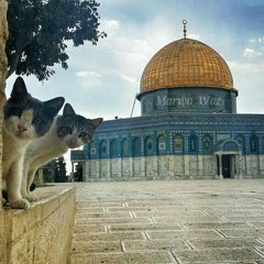 جنة جنة جنة .. من القدس