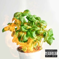 Born Again Basil