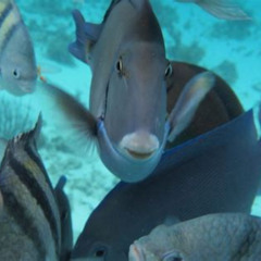 Review Special Price Stingray City Experience Plus Two Snorkeling Stops On Grand Cayman