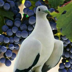 لولا الغَرَامُ مَا غَنّتْ مُطَوّقةُُ علَى غُصَيْن