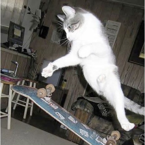 cool cat prod 444jet and yn2o