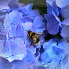 Bombus