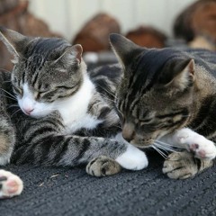 mixes from the mud pit