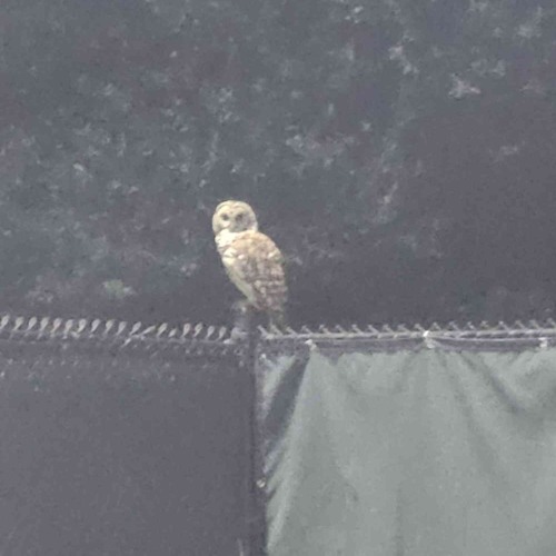 throwaway scrap beat frromlast year