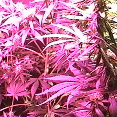 another song about weed