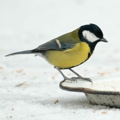 11 The Princess Royal  (Set Dance)