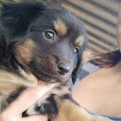 ode ao meu melhor amigo