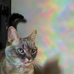 Neon Lights