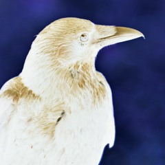 Flight (full release)