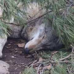 looking at the sky (greyrock)