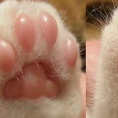 dogcat / Yoyou