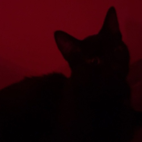 blehhh w/ zombiepet prod. branwen
