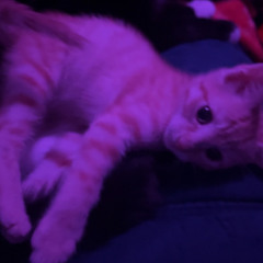 picking at my skin (gisabella)