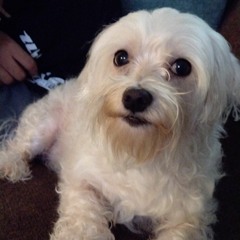 FIDLAR - 5 to 9 (cover) ft. Ben and Steve from Lady Salvia