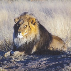 Lion 888