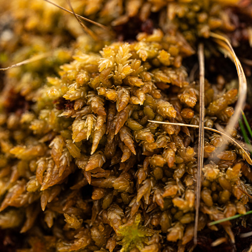 Spagnum Moss Compressed and Decompressing