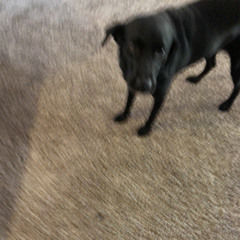 ballun like a pitbull homie ugh | made on the Rapchat app (prod. by ClassE Beats)