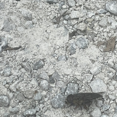 Femme Fatale (the velvet underground)