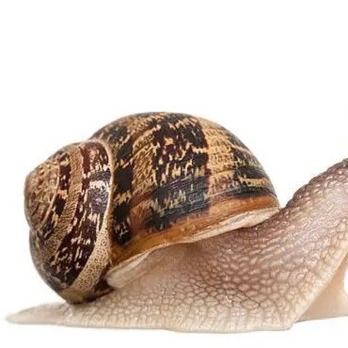 Jazzy Snail 52