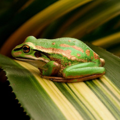 Saving a Species With a Frog Sauna
