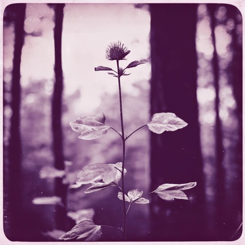 Vivianyte - A Forest (Vivianyte Cover)