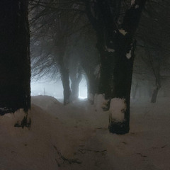 5 | Forest.