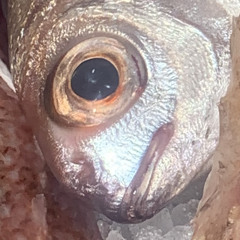 Red Hot Chili Peppers Melancholy Mechanics B Side