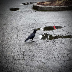 Knot for this season (wilco cover) “laminated cat”