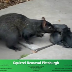 Squirrel Removal Pittsburgh - AAAC Wildlife Removal of Pittsburgh