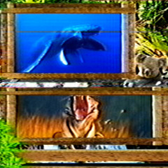 i found this song at the zoo
