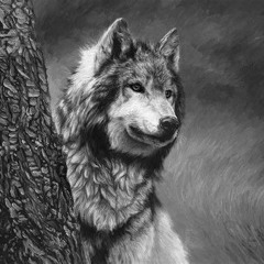 Grey wolf Freely