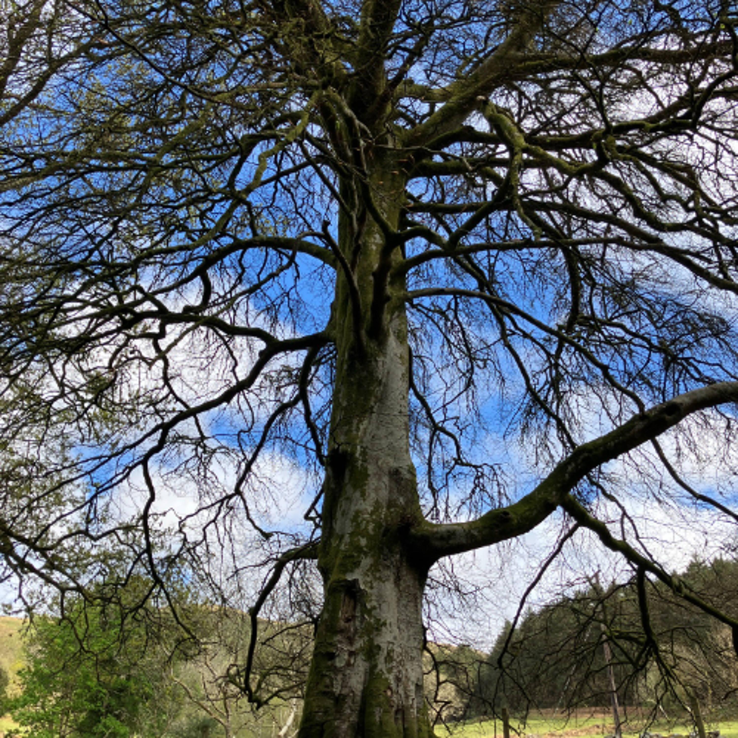 21 April 2025 Ystrad Einion stream number 2 episode artwork