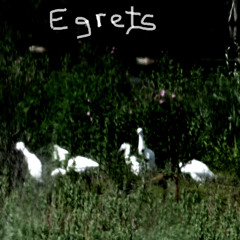 Egrets