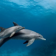 Dolphin Dance