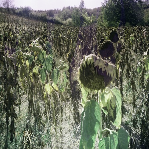 Jaxxon D Silva x Lederrick - Dead Flowers