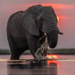 A Sunset with an Elephant, instrumental*