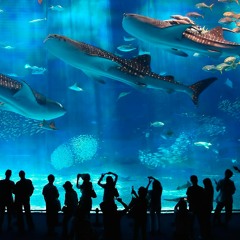 En Un Acuario 2
