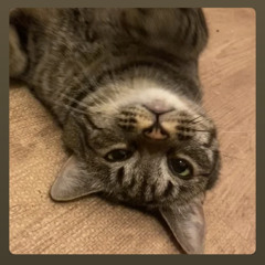 House Cat