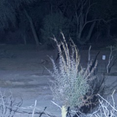 Untitled 9 - 01:09:2025, 15.37.wav