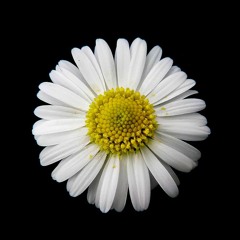 펜타곤 Pentagon - 데이지 Daisy (short cover)