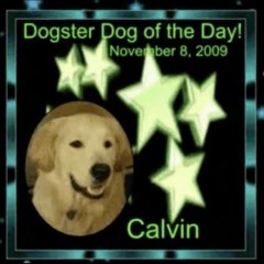 ƭɦε รƭα૨ร αɳ∂ รɦα∂σωร ૮σℓℓαρรε