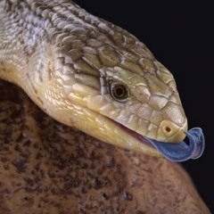 Skink the Lizard