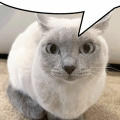 kitty playlist !!!