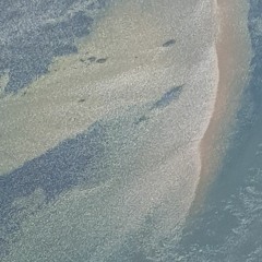 Kelp