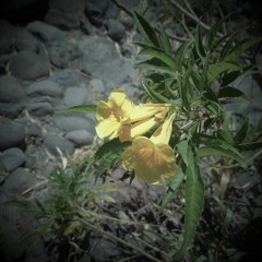 Wedding Song No. 1 Emajor By Jarek H