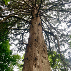 Baltic Pine (Roy Apron Dub) BANDCAMP FREEBIE