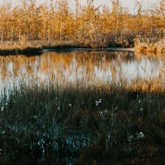 GENESIS   2