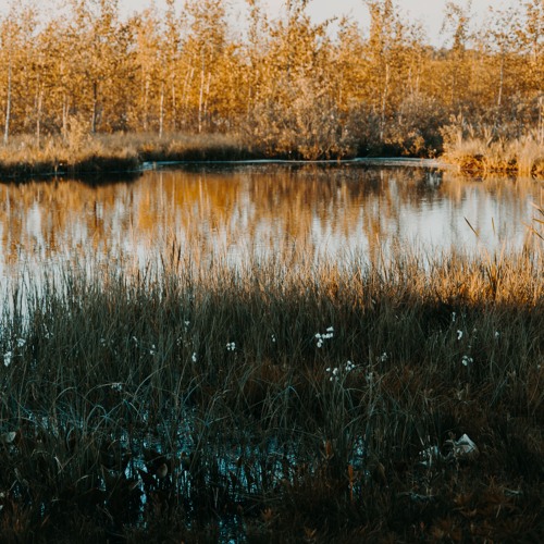GENESIS   2