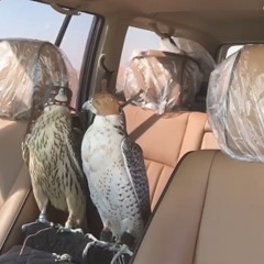 نسـناس الـهوى x سـيف المـنصوري