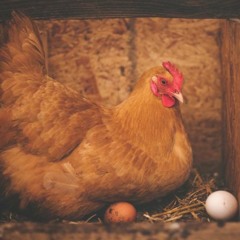Raising Chickens for Health and Happiness